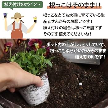 Amazon.co.jp: パンジー 花苗 黄色 オレンジ 24個 セット (3号